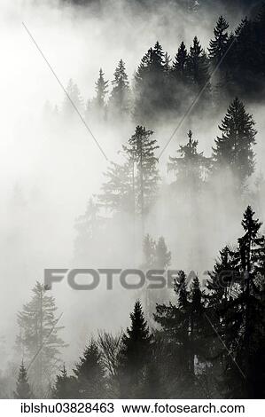 Stock Image - "Coniferous forest in the fog, Canton Lucerne, Switzerland, Europe". Fotosearch