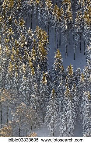 "Coniferous forest in winter, aerial view, Altastenberg, Winterberg, Hochsauerland, North Rhine-Westphalia, Germany, Europe" View Large Photo Image Stock Photography - "Coniferous forest in winter, aerial view, Altastenberg, Winterberg, Hochsauerland, North Rhine-Westphalia, Germany, Europe". Fotosearch