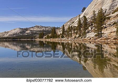 "Conifers being reflected in Tenaya Lake, Yosemite National Park, California, United States, North America" View Large Photo Image Stock Image - "Conifers being reflected in Tenaya Lake, Yosemite National Park, California, United States, North America". Fotosearch