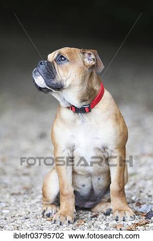 "Continental Bulldog, puppy, Austria, Europe" View Large Photo Image Stock Image - "Continental Bulldog, puppy, Austria, Europe". Fotosearch
