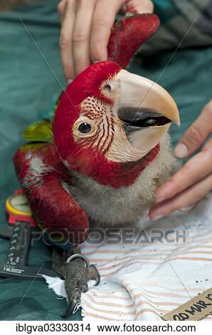 "Control examination and collection of biometric data, macaw chick, 50 days, Green-winged Macaw or Red and Green Macaw (Ara chloroptera), Tambopata Research Center, Tambopata Nature Reserve, Madre de Dios Region, Peru, South America" View Large Photo Image Picture - "Control examination and collection of biometric data, macaw chick, 50 days, Green-winged Macaw or Red and Green Macaw (Ara chloroptera), Tambopata Research Center, Tambopata Nature Reserve, Madre de Dios Region, Peru, South America". Fotosearch