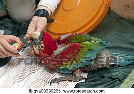 Stock Photography - "Control examination and collection of biometric data, macaw chick, 50 days, Green-winged Macaw or Red and Green Macaw (Ara chloroptera), Tambopata Research Center, Tambopata Nature Reserve, Madre de Dios Region, Peru, South America". Fotosearch