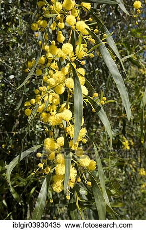 "Coojong (Acacia cyanophylla), Algarve, Portugal, Europe" View Large Photo Image Stock Photography - "Coojong (Acacia cyanophylla), Algarve, Portugal, Europe". Fotosearch