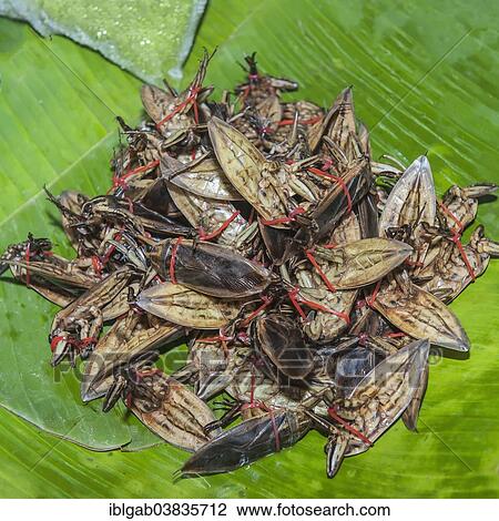 "Cooked insects for sale, Thailand, Asia" View Large Photo Image Stock Image - "Cooked insects for sale, Thailand, Asia". Fotosearch