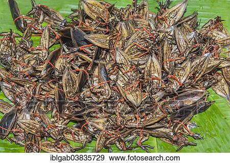 "Cooked insects for sale, Thailand, Asia" View Large Photo Image Stock Photo - "Cooked insects for sale, Thailand, Asia". Fotosearch
