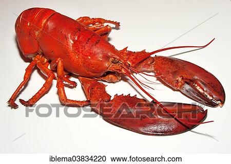 Cooked Lobster View Large Photo Image Stock Image - Cooked Lobster. Fotosearch