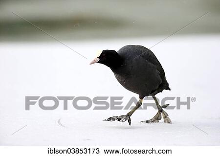 "Coot (Fulica atra), adult, in snow, Luisenpark, Mannheim, Baden-Wurttemberg, Germany, Europe" View Large Photo Image Stock Image - "Coot (Fulica atra), adult, in snow, Luisenpark, Mannheim, Baden-Wurttemberg, Germany, Europe". Fotosearch