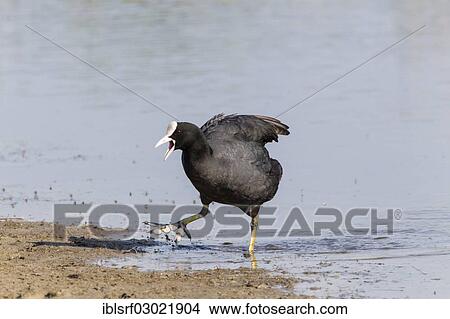 "Coot (Fulica atra), calling, Fehmarn, Wallnau, Schleswig-Holstein, Germany, Europe" View Large Photo Image Picture - "Coot (Fulica atra), calling, Fehmarn, Wallnau, Schleswig-Holstein, Germany, Europe". Fotosearch