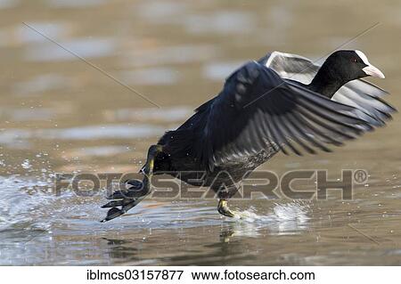 "Coot (Fulica atra) in flight, Melsungen, Hesse, Germany, Europe" View Large Photo Image Stock Photo - "Coot (Fulica atra) in flight, Melsungen, Hesse, Germany, Europe". Fotosearch