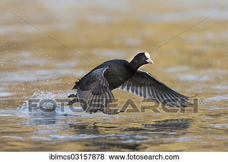 "Coot (Fulica atra) in flight, Melsungen, Hesse, Germany, Europe" View Large Photo Image Stock Photo - "Coot (Fulica atra) in flight, Melsungen, Hesse, Germany, Europe". Fotosearch