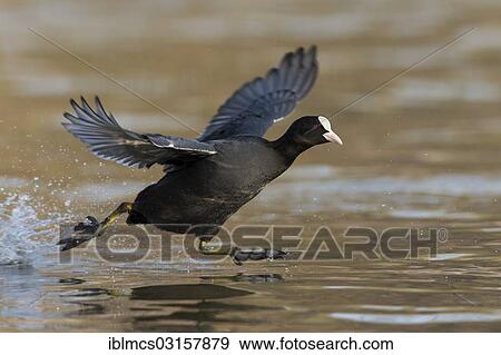 "Coot (Fulica atra) in flight, Melsungen, Hesse, Germany, Europe" View Large Photo Image Stock Photo - "Coot (Fulica atra) in flight, Melsungen, Hesse, Germany, Europe". Fotosearch