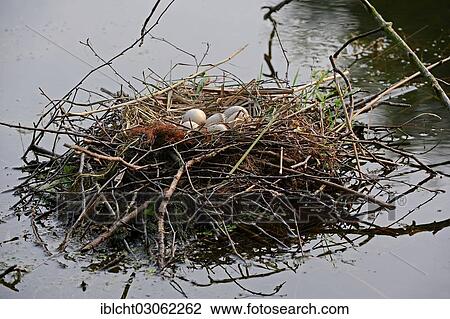 "Coot (Fulica atra), nest with eggs, North Rhine-Westphalia, Germany, Europe" View Large Photo Image Stock Image - "Coot (Fulica atra), nest with eggs, North Rhine-Westphalia, Germany, Europe". Fotosearch