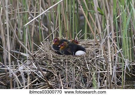 "Coot (Fulica atra), nestlings, captive, West Coast Park, Sankt Peter-Ording, Eiderstedt, North Frisia, Schleswig-Holstein, Germany, Europe" View Large Photo Image Stock Image - "Coot (Fulica atra), nestlings, captive, West Coast Park, Sankt Peter-Ording, Eiderstedt, North Frisia, Schleswig-Holstein, Germany, Europe". Fotosearch