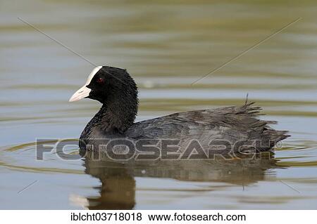"Coot (Fulica atra), North Rhine-Westphalia, Germany, Europe" View Large Photo Image Stock Photo - "Coot (Fulica atra), North Rhine-Westphalia, Germany, Europe". Fotosearch