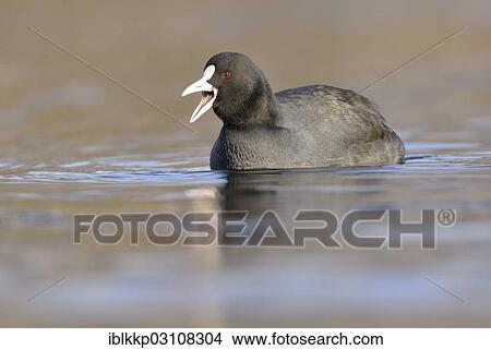 "Coot (Fulica atra), swimming, Leipzig, Saxony, Germany, Europe" View Large Photo Image Picture - "Coot (Fulica atra), swimming, Leipzig, Saxony, Germany, Europe". Fotosearch