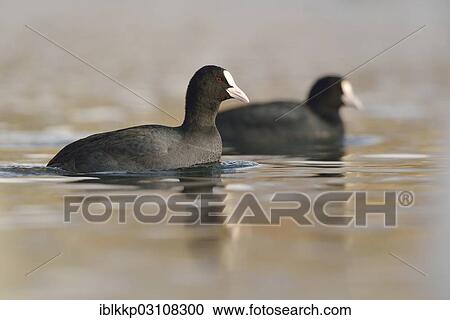 "Coot (Fulica atra), swimming, Leipzig, Saxony, Germany, Europe" View Large Photo Image Stock Image - "Coot (Fulica atra), swimming, Leipzig, Saxony, Germany, Europe". Fotosearch