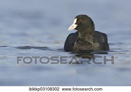 "Coot (Fulica atra), swimming, Leipzig, Saxony, Germany, Europe" View Large Photo Image Stock Image - "Coot (Fulica atra), swimming, Leipzig, Saxony, Germany, Europe". Fotosearch