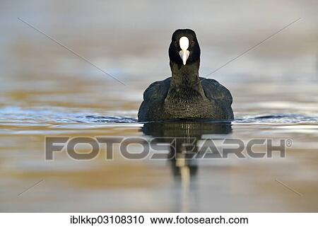 "Coot (Fulica atra), swimming, Leipzig, Saxony, Germany, Europe" View Large Photo Image Stock Image - "Coot (Fulica atra), swimming, Leipzig, Saxony, Germany, Europe". Fotosearch