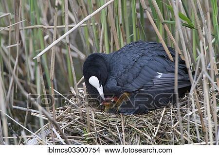 "Coot(Fulica atra), adult bird with nestlings, captive, West Coast Park, Sankt Peter-Ording, Eiderstedt, North Frisia, Schleswig-Holstein, Germany, Europe" View Large Photo Image Picture - "Coot(Fulica atra), adult bird with nestlings, captive, West Coast Park, Sankt Peter-Ording, Eiderstedt, North Frisia, Schleswig-Holstein, Germany, Europe". Fotosearch