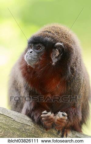 "Coppery Titi Monkey or Red Titi Monkey (Callicebus cupreus), captive, Germany, Europe" View Large Photo Image Stock Image - "Coppery Titi Monkey or Red Titi Monkey (Callicebus cupreus), captive, Germany, Europe". Fotosearch