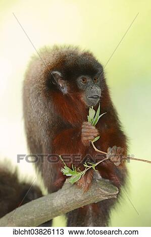 "Coppery Titi Monkey or Red Titi Monkey (Callicebus cupreus), captive, Germany, Europe" View Large Photo Image Stock Image - "Coppery Titi Monkey or Red Titi Monkey (Callicebus cupreus), captive, Germany, Europe". Fotosearch