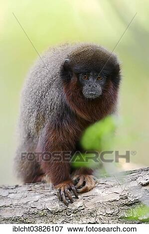 "Coppery Titi Monkey or Red Titi Monkey (Callicebus cupreus), captive, Germany, Europe" View Large Photo Image Stock Photo - "Coppery Titi Monkey or Red Titi Monkey (Callicebus cupreus), captive, Germany, Europe". Fotosearch