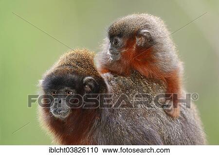 "Coppery Titi Monkeys or Red Titi Monkeys (Callicebus cupreus), female with young, captive, Germany, Europe" View Large Photo Image Stock Image - "Coppery Titi Monkeys or Red Titi Monkeys (Callicebus cupreus), female with young, captive, Germany, Europe". Fotosearch