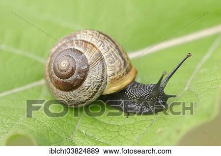 Stock Photo - "Copse Snail (Arianta arbustorum), North Rhine-Westphalia, Germany, Europe". Fotosearch