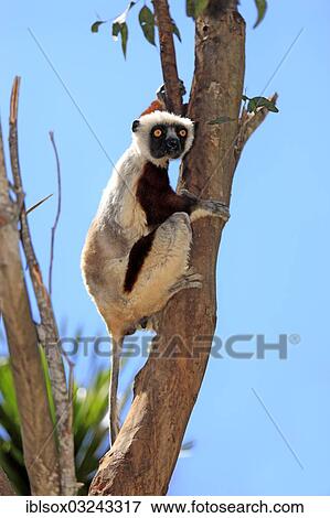 Stock Photo - "Coquerel's Sifaka (Propithecus coquereli), on a tree, captive, Madagascar, Africa". Fotosearch
