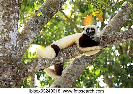 "Coquerel's Sifaka (Propithecus coquereli), on a tree, captive, Madagascar, Africa" View Large Photo Image Stock Photo - "Coquerel's Sifaka (Propithecus coquereli), on a tree, captive, Madagascar, Africa". Fotosearch