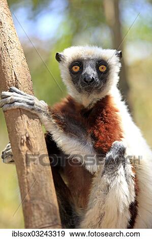 Stock Photo - "Coquerel's Sifaka (Propithecus coquereli), captive, Berenty Reservat, Madagascar, Africa". Fotosearch