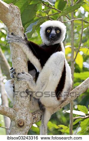"Coquerel's Sifaka (Propithecus coquereli), on a tree, captive, Madagascar, Africa" View Large Photo Image Stock Photograph - "Coquerel's Sifaka (Propithecus coquereli), on a tree, captive, Madagascar, Africa". Fotosearch