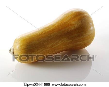 Coquina squash View Large Photo Image Stock Photography - Coquina squash. Fotosearch