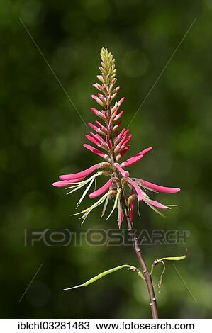 "Coral Bean, Cherokee Bean, Red Cardinal or Cardinal Spear (Erythrina herbacea), inflorescence, Sanibel Island, Florida, United States, North America" View Large Photo Image Stock Image - "Coral Bean, Cherokee Bean, Red Cardinal or Cardinal Spear (Erythrina herbacea), inflorescence, Sanibel Island, Florida, United States, North America". Fotosearch