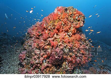 Stock Photo - "Coral block covered with various red Soft Coral (Alcyonacea) and Sponges (Porifera), Tilefish (Anthiinae), Sabang Beach, Puerto Galera, Mindoro Island, Philippines, Asia". Fotosearch