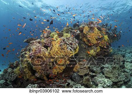 "Coral block from various soft corals and hard corals, with Anthias (Anthiinae), Lhaviyani Atoll, Indian Ocean, Maldives, Asia" View Large Photo Image Stock Image - "Coral block from various soft corals and hard corals, with Anthias (Anthiinae), Lhaviyani Atoll, Indian Ocean, Maldives, Asia". Fotosearch