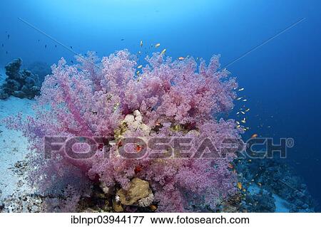 "Coral block with Klunzinger soft corals (Dendronephthya klunzingeri), Red Sea, Egypt, Africa" View Large Photo Image Stock Photo - "Coral block with Klunzinger soft corals (Dendronephthya klunzingeri), Red Sea, Egypt, Africa". Fotosearch