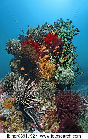 Stock Photo - "Coral block with lots of Feather Stars (Crinoidea), corals, Sabang Beach, Puerto Galera, Mindoro Island, Philippines, Asia". Fotosearch