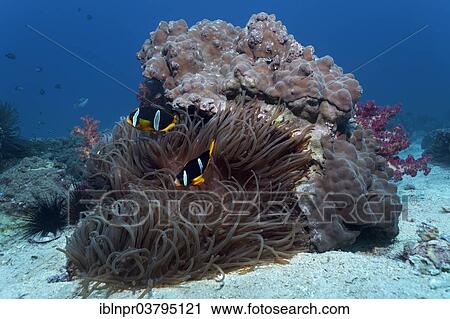 "Coral block with Stone Corals. Sebae Anemone (Heteractis crispa), Clark's Anemonefish (Amphiprion clarkii), UNESCO World Heritage Site, Great Barrier Reef, Australia, Pacific Ocean, Oceania" View Large Photo Image Stock Image - "Coral block with Stone Corals. Sebae Anemone (Heteractis crispa), Clark's Anemonefish (Amphiprion clarkii), UNESCO World Heritage Site, Great Barrier Reef, Australia, Pacific Ocean, Oceania". Fotosearch