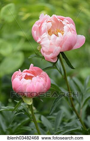 "Coral Charm"""" Peony hybrid (Paeonia), Haren, Emsland, Lower Saxony, Germany, Europe" View Large Photo Image Stock Photo - "Coral Charm"""" Peony hybrid (Paeonia), Haren, Emsland, Lower Saxony, Germany, Europe". Fotosearch