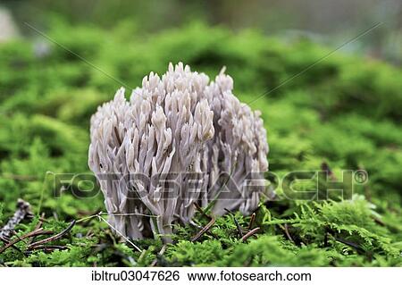 "Coral Fungus (Clavulina cinerea), Upper Austria, Austria, Europe" View Large Photo Image Stock Photograph - "Coral Fungus (Clavulina cinerea), Upper Austria, Austria, Europe". Fotosearch
