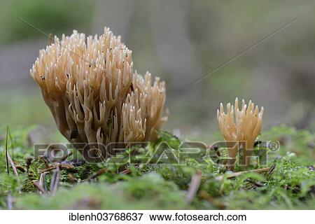 Stock Photo - "Coral fungus (Ramaria Eumorpha), Lower Saxony, Germany, Europe". Fotosearch