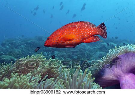 "Coral Grouper (Cephalopholis miniata) on a coral reef, a large area covered with Magnificent Sea Anemones (Heteractis magnifica), Lhaviyani Atoll, Indian Ocean, Maldives, Asia" View Large Photo Image Stock Image - "Coral Grouper (Cephalopholis miniata) on a coral reef, a large area covered with Magnificent Sea Anemones (Heteractis magnifica), Lhaviyani Atoll, Indian Ocean, Maldives, Asia". Fotosearch