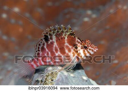 "Coral Hawkfish (Cirrhitichthys oxycephalus), Great Barrier Reef, UNESCO World Natural Heritage Site, Pacific Ocean, Queensland, Australia, Oceania" View Large Photo Image Picture - "Coral Hawkfish (Cirrhitichthys oxycephalus), Great Barrier Reef, UNESCO World Natural Heritage Site, Pacific Ocean, Queensland, Australia, Oceania". Fotosearch