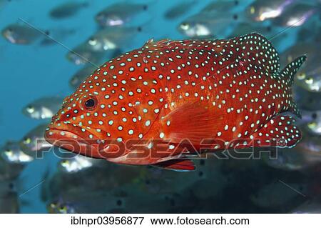 "Coral hind (Cephalopholis miniata) in shoal of Red Sea dwarf sweepers (Parapriacanthus guentheri), Makadi Bay, Hurghada, Egypt, Red Sea, Africa" View Large Photo Image Stock Photo - "Coral hind (Cephalopholis miniata) in shoal of Red Sea dwarf sweepers (Parapriacanthus guentheri), Makadi Bay, Hurghada, Egypt, Red Sea, Africa". Fotosearch