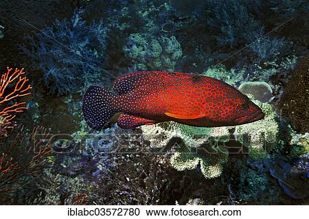 "Coral Hind (Cephalopholis miniata), Raja Ampat, West Papua, Indonesia, Asia" View Large Photo Image Stock Image - "Coral Hind (Cephalopholis miniata), Raja Ampat, West Papua, Indonesia, Asia". Fotosearch