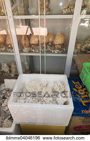 "Coral ready for shipping in styrofoam box, factory for making jewelry and decoration of partially protected species of coral, Vung Tao, Vietnam, Asia" View Large Photo Image Stock Photograph - "Coral ready for shipping in styrofoam box, factory for making jewelry and decoration of partially protected species of coral, Vung Tao, Vietnam, Asia". Fotosearch
