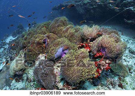 "Coral reef covered with Magnificent Sea Anemones, (Heteractis magnifica), Lhaviyani Atoll, Indian Ocean, Maldives, Asia" View Large Photo Image Stock Photo - "Coral reef covered with Magnificent Sea Anemones, (Heteractis magnifica), Lhaviyani Atoll, Indian Ocean, Maldives, Asia". Fotosearch
