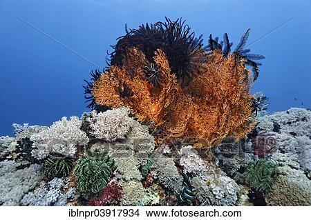 "Coral reef covered with white Xenia Soft Coral (Xenia sp. ), Melithea-gorgonian, black Feather Stars (Crinoidea), Sabang Beach, Puerto Galera, Mindoro Island, Philippines, Asia" View Large Photo Image Picture - "Coral reef covered with white Xenia Soft Coral (Xenia sp. ), Melithea-gorgonian, black Feather Stars (Crinoidea), Sabang Beach, Puerto Galera, Mindoro Island, Philippines, Asia". Fotosearch
