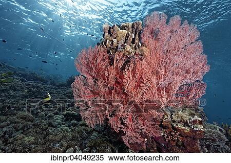 Stock Photography - "Coral reef drop to block with Knotted Fan Coral (Melithea ochracea), Great Barrier Reef, Pacific, Australia, Oceania". Fotosearch